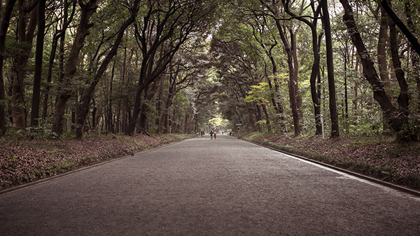 Empty road beneath a canopy of trees