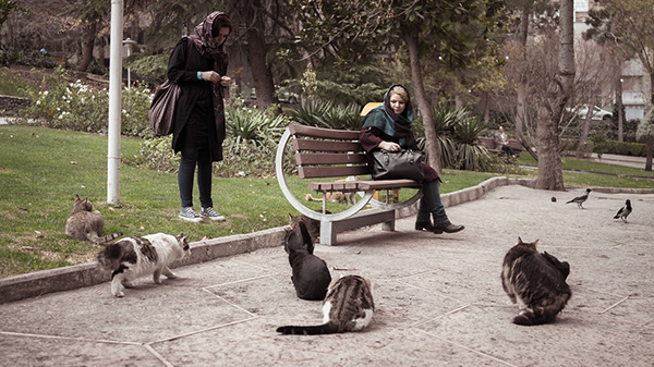 Cats gathered near a park bench